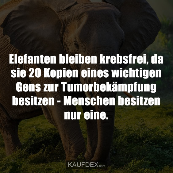 Elefanten bleiben krebsfrei…