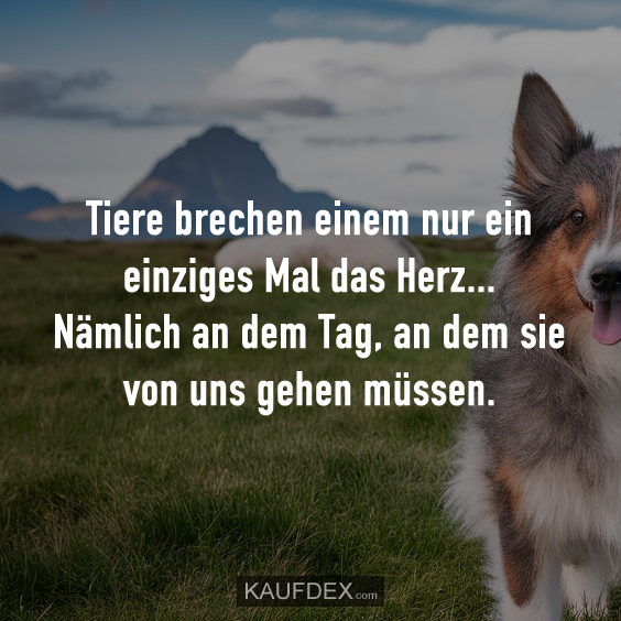 Tiere brechen einem nur ein einziges Mal das Herz…