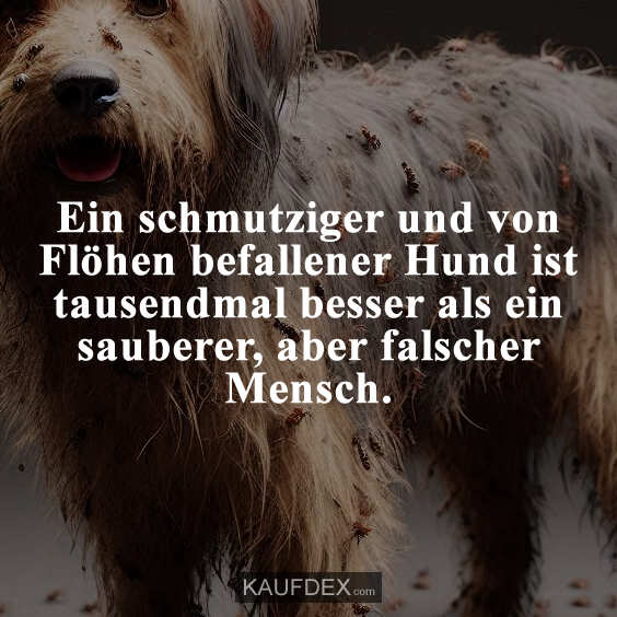 Ein schmutziger und von Flöhen befallener Hund…