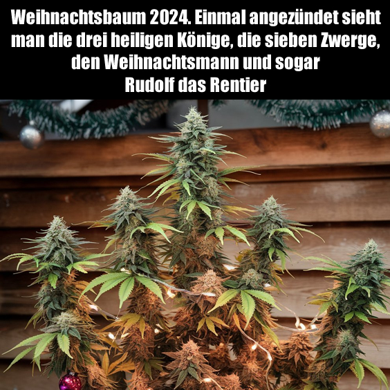 Weihnachtsbaum 2024. Einmal angezündet sieht man…