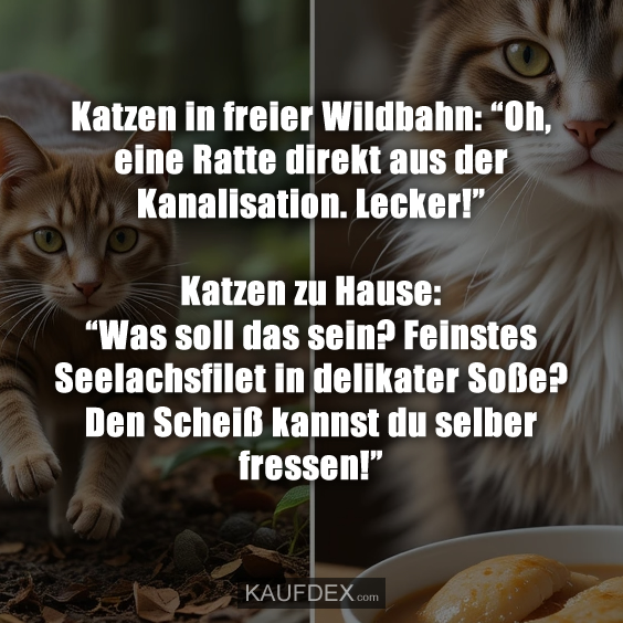 Katzen in freier Wildbahn: “Oh, eine Ratte direkt aus der…